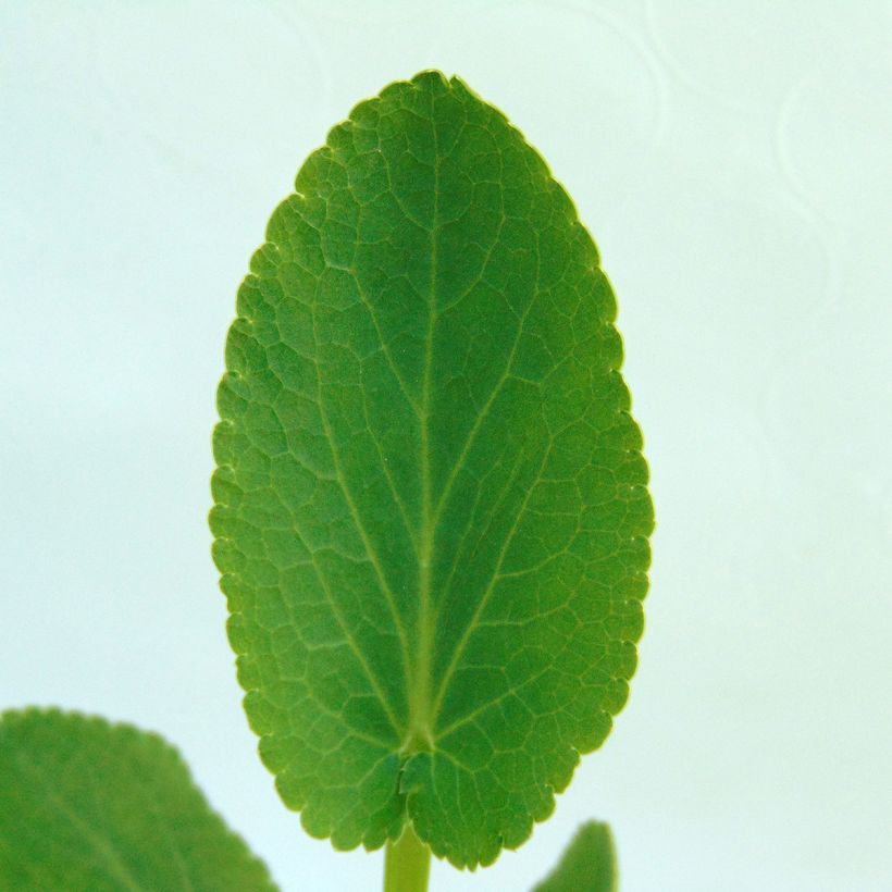 Eryngium planum Blauer Zwerg - Panicaut à feuilles planes (Foliage)
