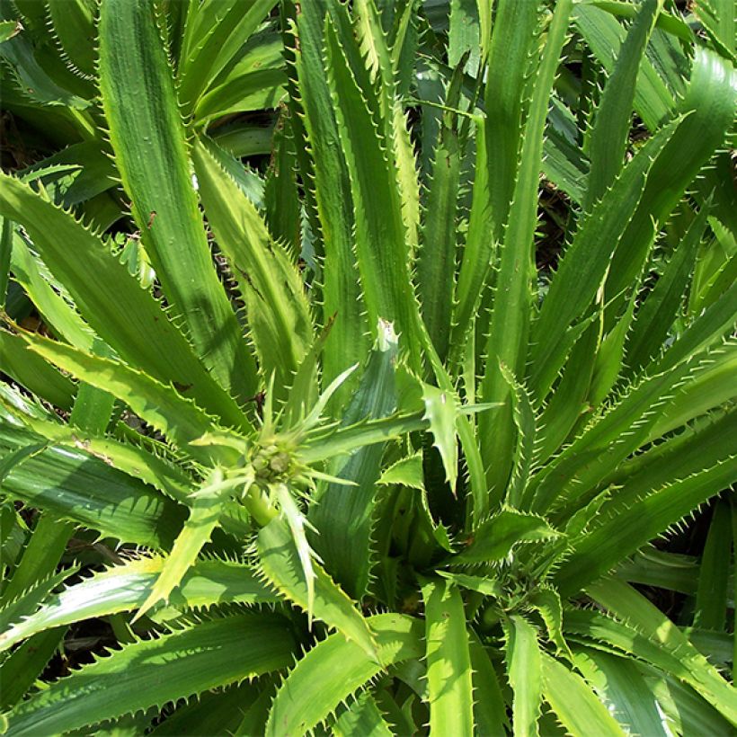 Eryngium serra, Panicaut (Foliage)