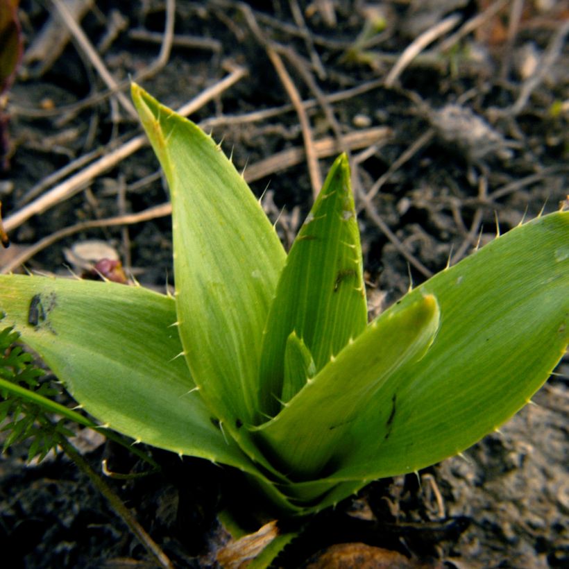 Eryngium yuccifolium -  Panicaut (Foliage)