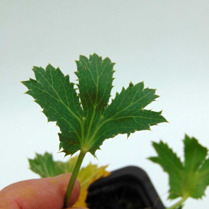 Eryngium zabelii Big Blue - Panicaut (Foliage)
