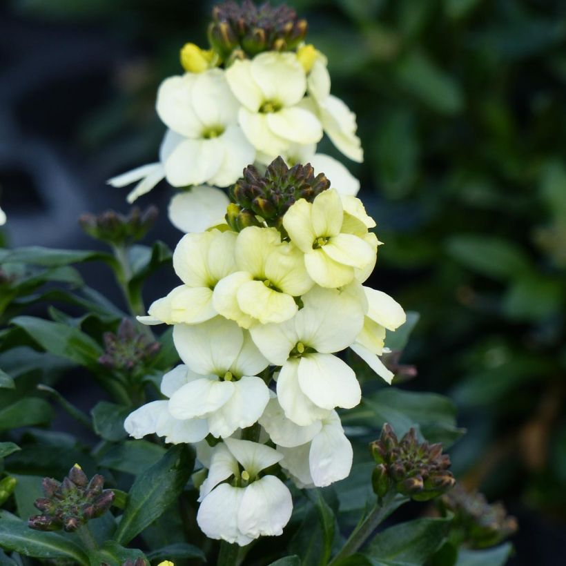 Giroflée vivace - Erysimum Rysi Moon (Flowering)