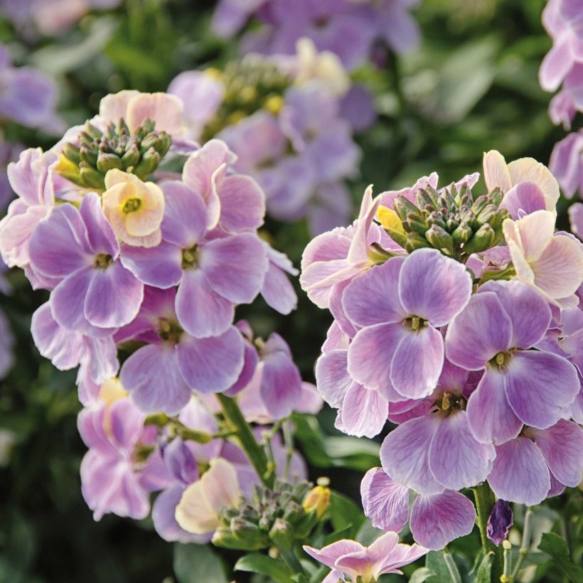 Giroflée vivace - Erysimum Winter Romance Mini-mottes (Flowering)