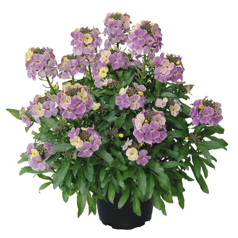 Giroflée vivace - Erysimum Winter Romance Mini-mottes (Plant habit)