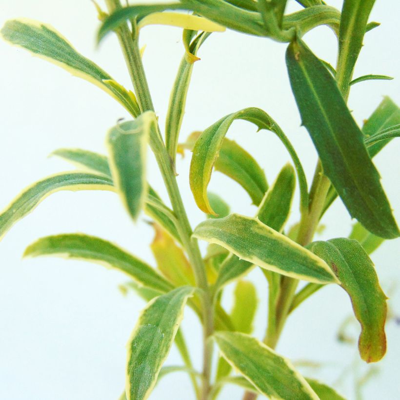 Erysimum linifolium Variegatum (Foliage)