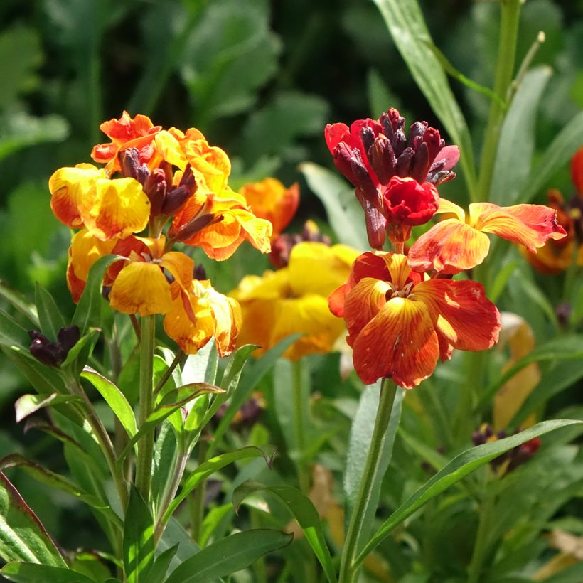 Graines de Giroflée ravenelle Fair Lady Mix - Erysimum ou Cheiranthus cheirii (Flowering)