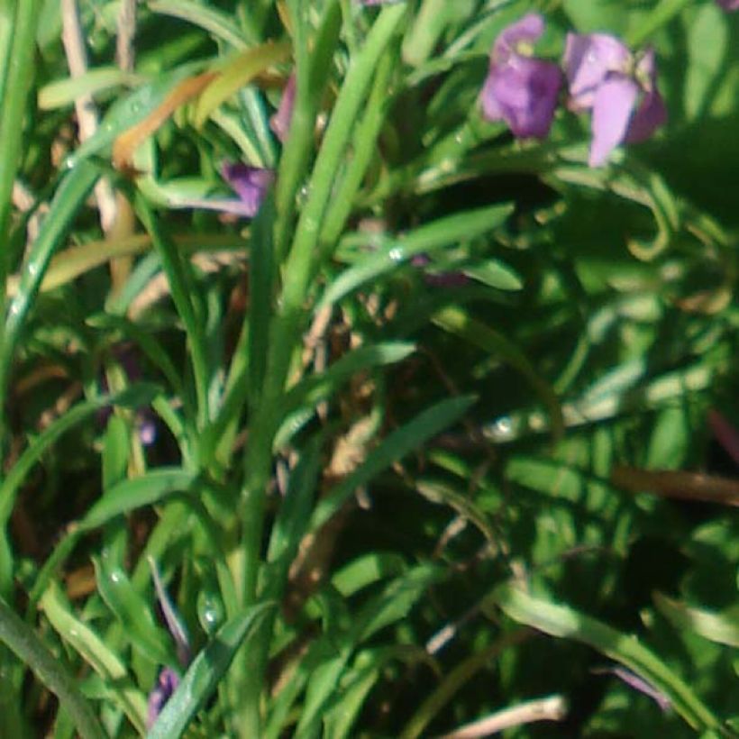 Giroflée arbustive - Erysimum Jenny Brook (Foliage)