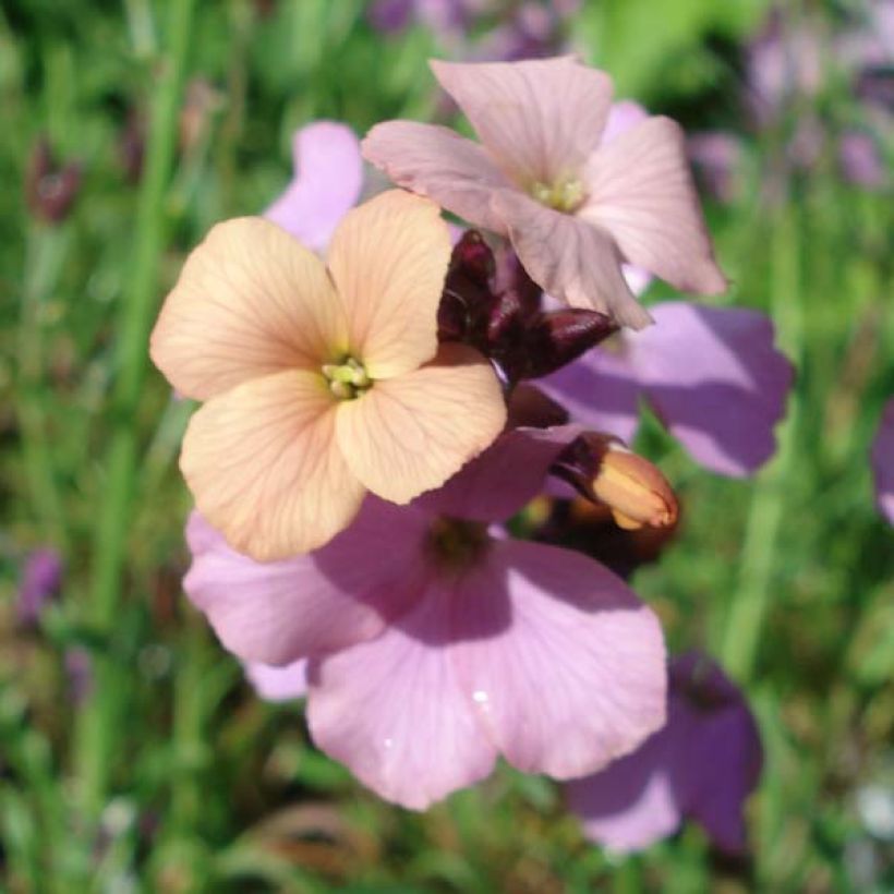 Giroflée arbustive - Erysimum Jenny Brook (Flowering)