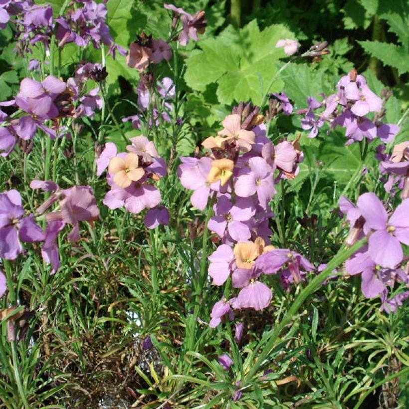 Giroflée arbustive - Erysimum Jenny Brook (Plant habit)