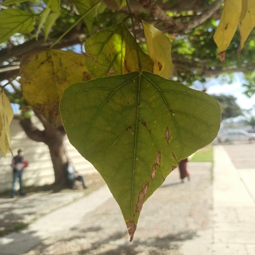 Erythrina caffra - Arbre corail (Foliage)