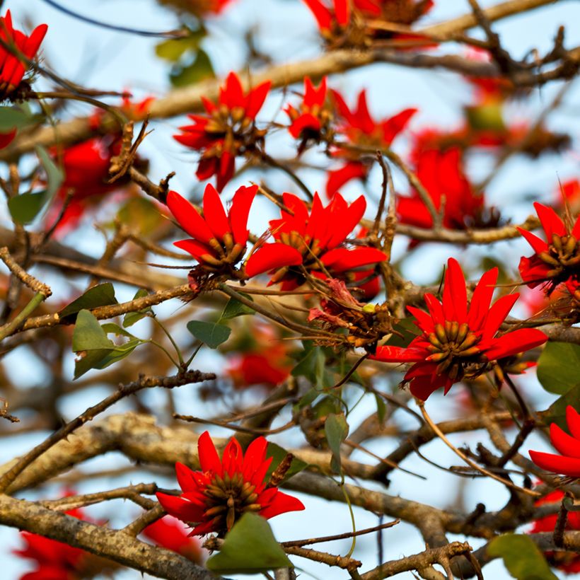 Erythrina caffra - Arbre corail (Flowering)