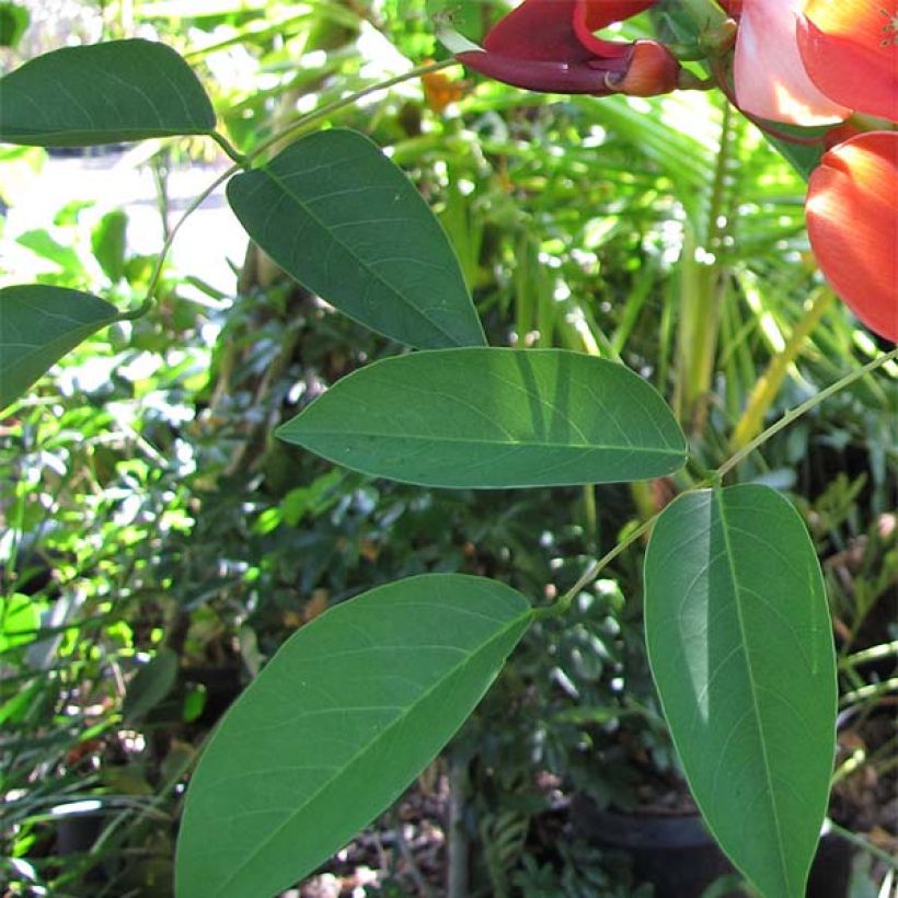Erythrina crista-galli - Erythrine Crête-de-coq. (Foliage)
