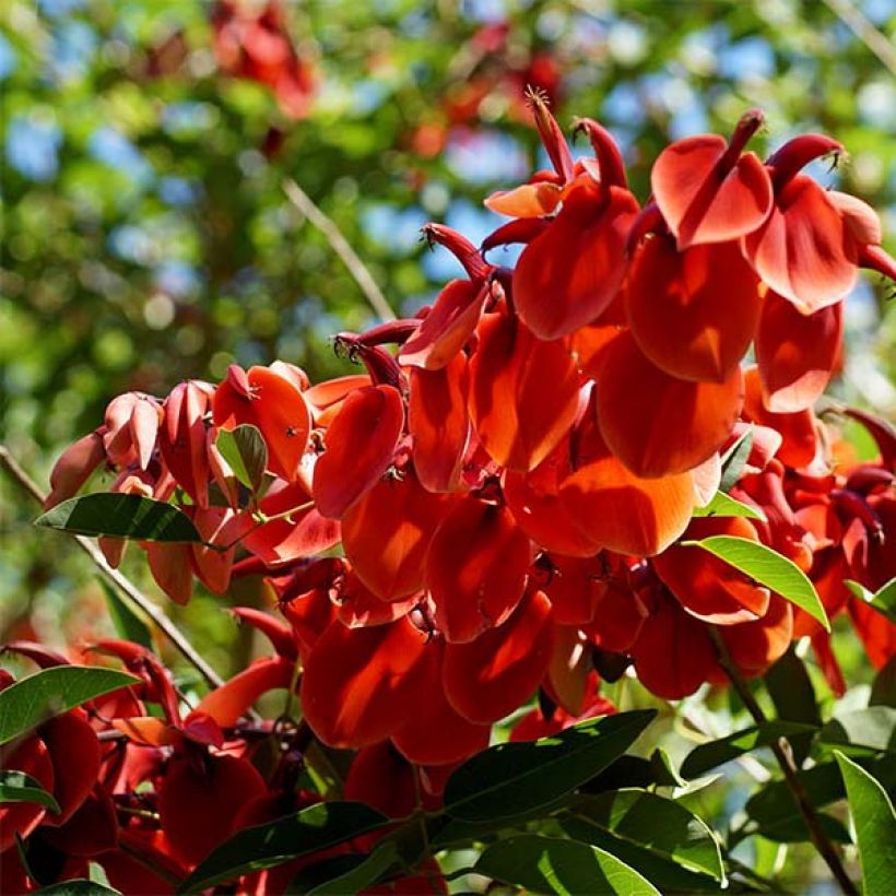 Erythrina crista-galli - Erythrine Crête-de-coq. (Flowering)