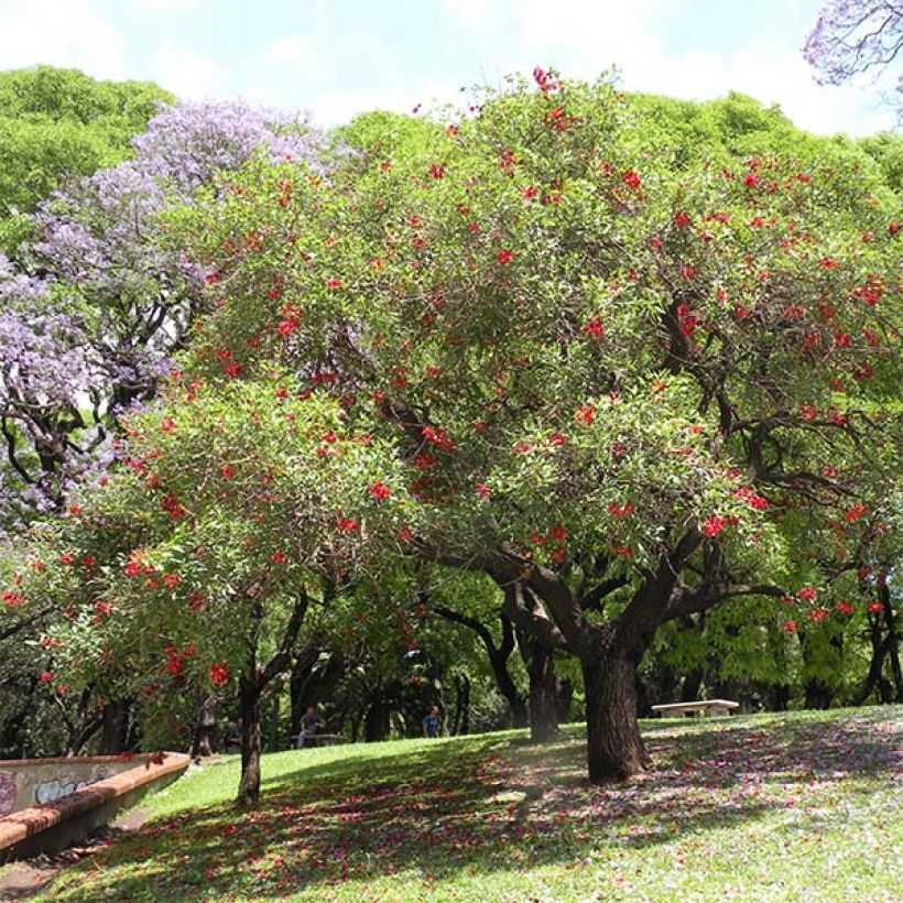 Erythrina crista-galli - Erythrine Crête-de-coq. (Plant habit)