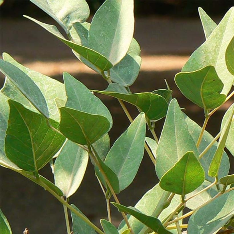 Erythrina x bidwillii - Arbre corail (Foliage)
