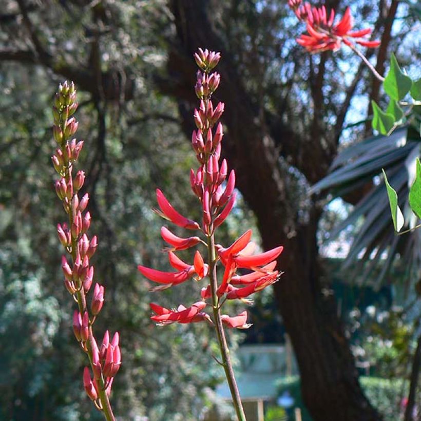 Erythrina x bidwillii - Arbre corail (Flowering)