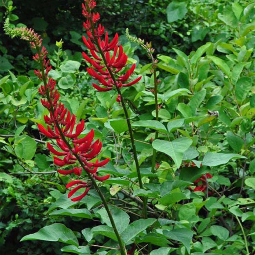Erythrina x bidwillii - Arbre corail (Plant habit)