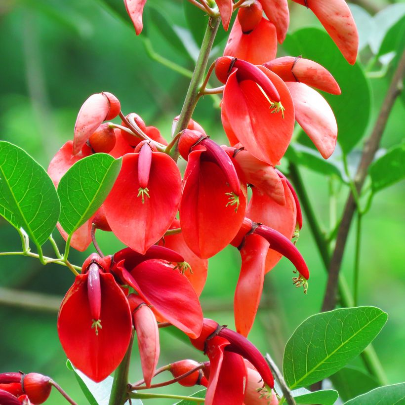 Graines d'Erythrine crête-de-coq - Erythrina crista-galli (Flowering)