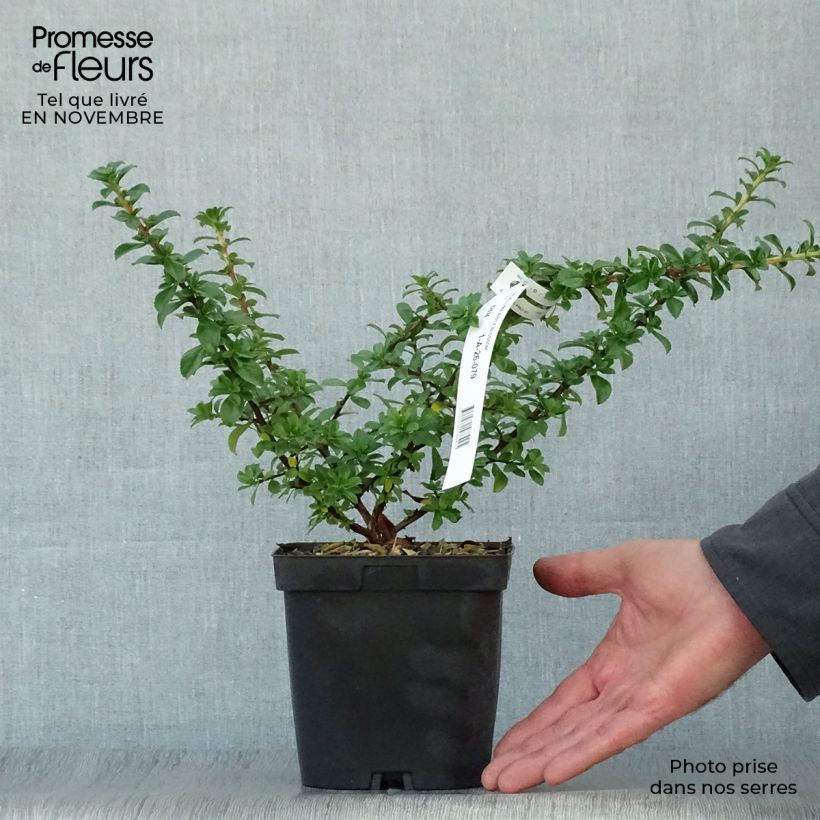 Example of Escallonia Apple Blossom Pot de 2L/3L as you get in automne