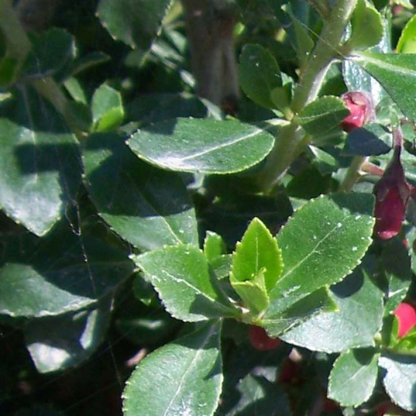 Escallonia Pride of Donard (Foliage)