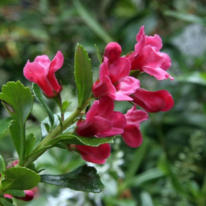 Escallonia Pride of Donard (Flowering)