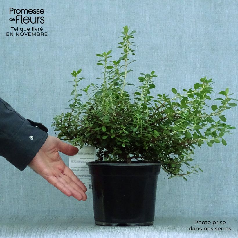 Example of Escallonia hybride Red Dream Pot de 2L/3L as you get in automne