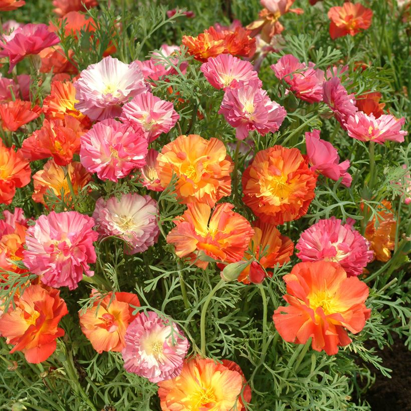 Graines de Pavot de Californie Jelly Beans - Eschscholzia californica (Flowering)