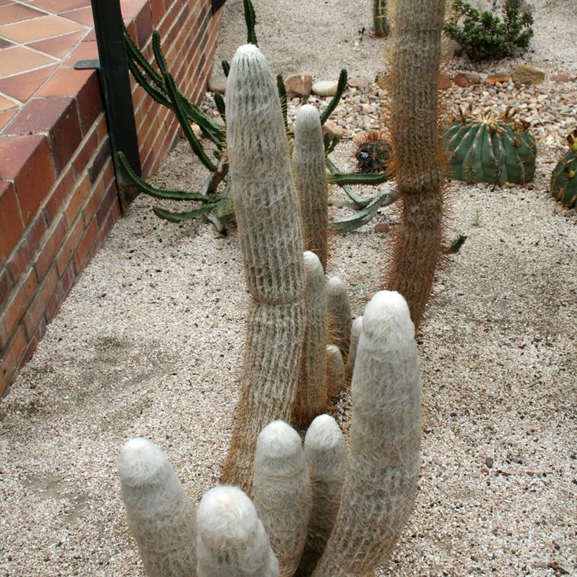 Espostoa churinensis - Cactus cierge (Plant habit)