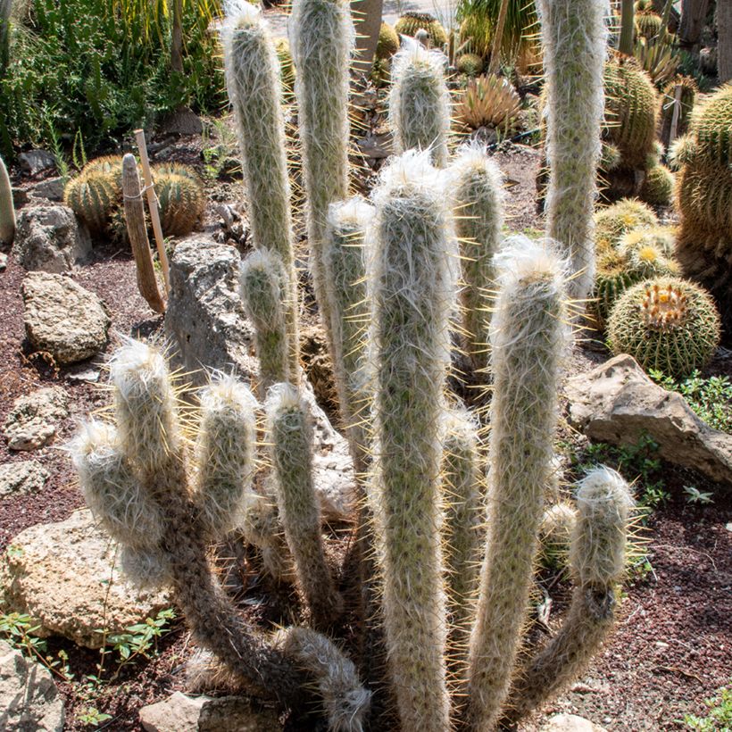 Espostoa lanata - Cactus cierge (Plant habit)