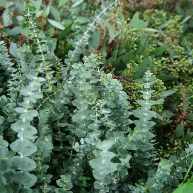 Eucalyptus Baby Blue - Gommier argenté (Foliage)