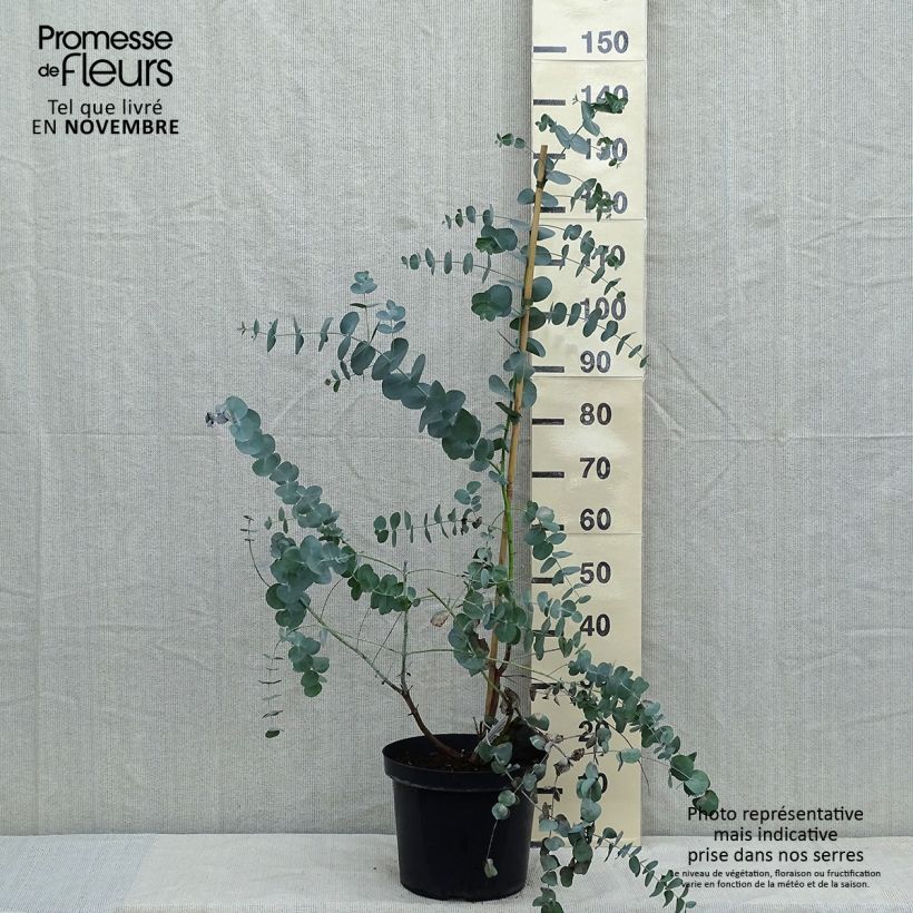 Example of Eucalyptus cinerea Silver Dollar - Gommier cendré Pot de 2L/3L as you get in automne