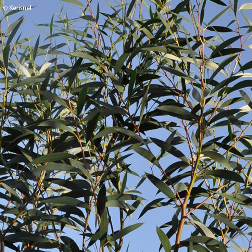 Eucalyptus gregsoniana ou pauciflora var. nana - Gommier des neiges (Foliage)