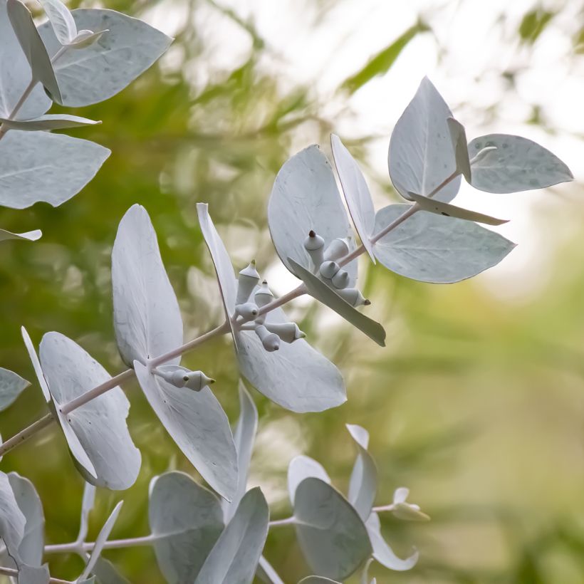 Eucalyptus macrocarpa - Mottlecah (Foliage)