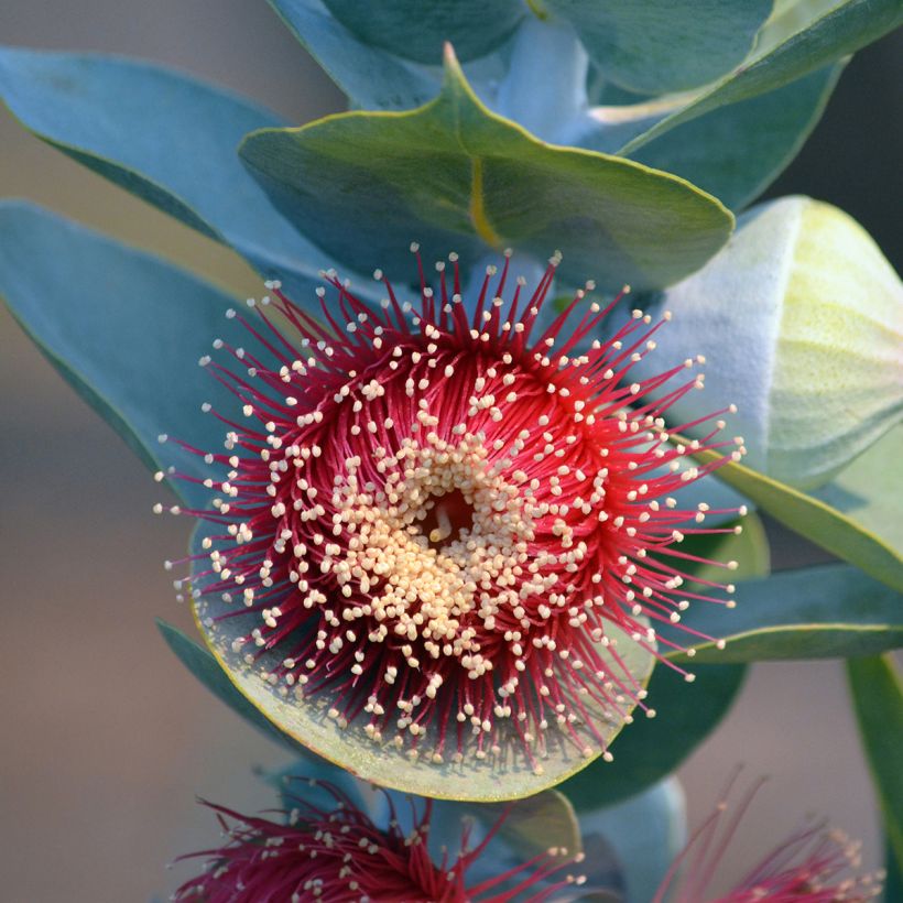 Eucalyptus macrocarpa - Mottlecah (Flowering)