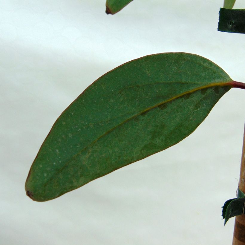 Eucalyptus niphophila - Gommier des neiges (Foliage)