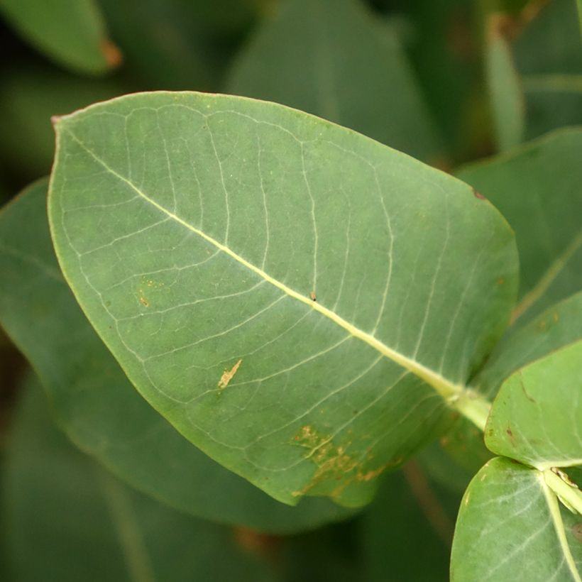Eucalyptus nitens - Gommier brillant (Foliage)