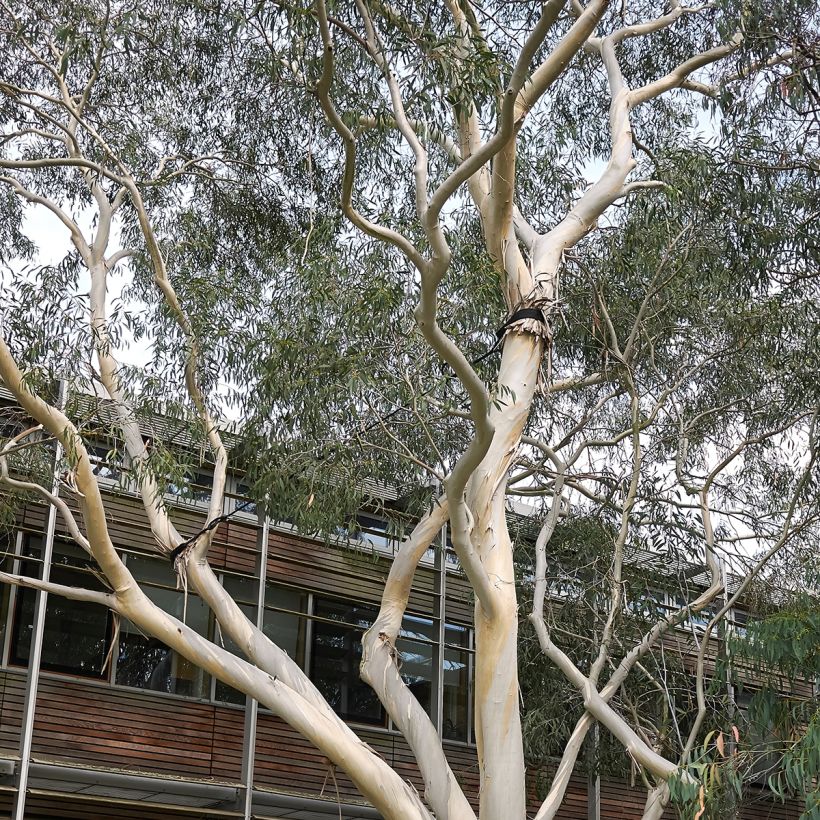 Eucalyptus perriniana - Gommier de Perrin (Plant habit)