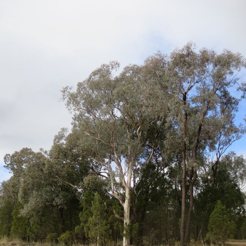 Eucalyptus polyanthemos - Gommier florifère (Plant habit)