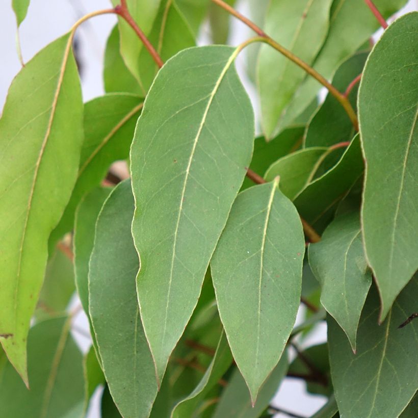 Eucalyptus regnans - Eucalyptus géant, Gommier royal (Foliage)