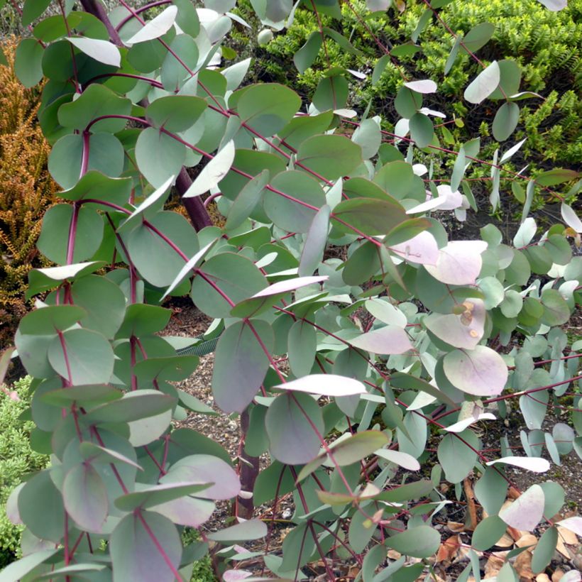 Eucalyptus rubida - Gommier chandelle ou à ruban, Gommier blanc (Foliage)