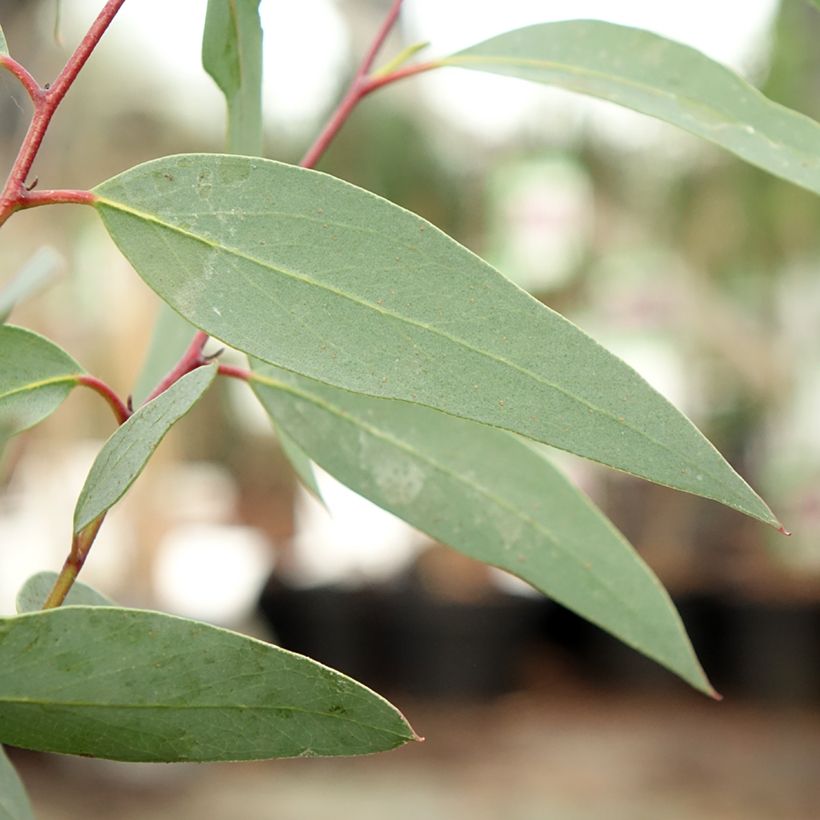Eucalyptus tetraptera - Mallée à quatre ailes ou à fruits carrés (Foliage)