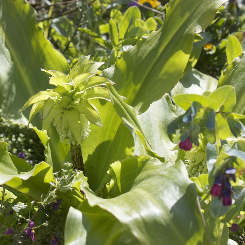 Eucomis bicolor - Eucomide (Foliage)
