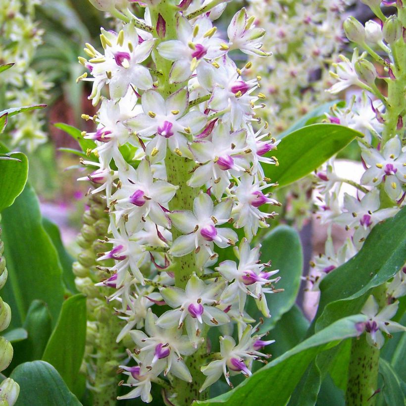 Eucomis bicolor - Eucomide (Flowering)