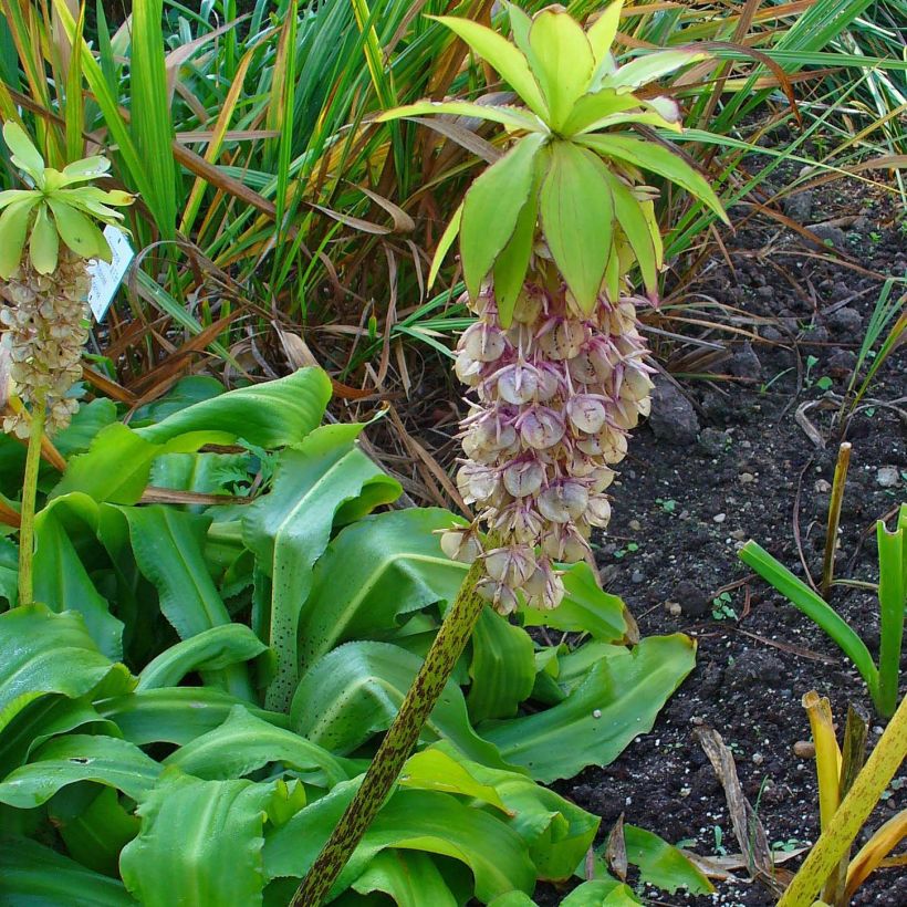Eucomis bicolor - Eucomide (Plant habit)