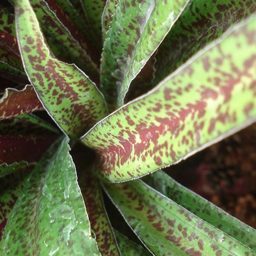 Eucomis vandermerwei - Eucomide panachée  (Foliage)