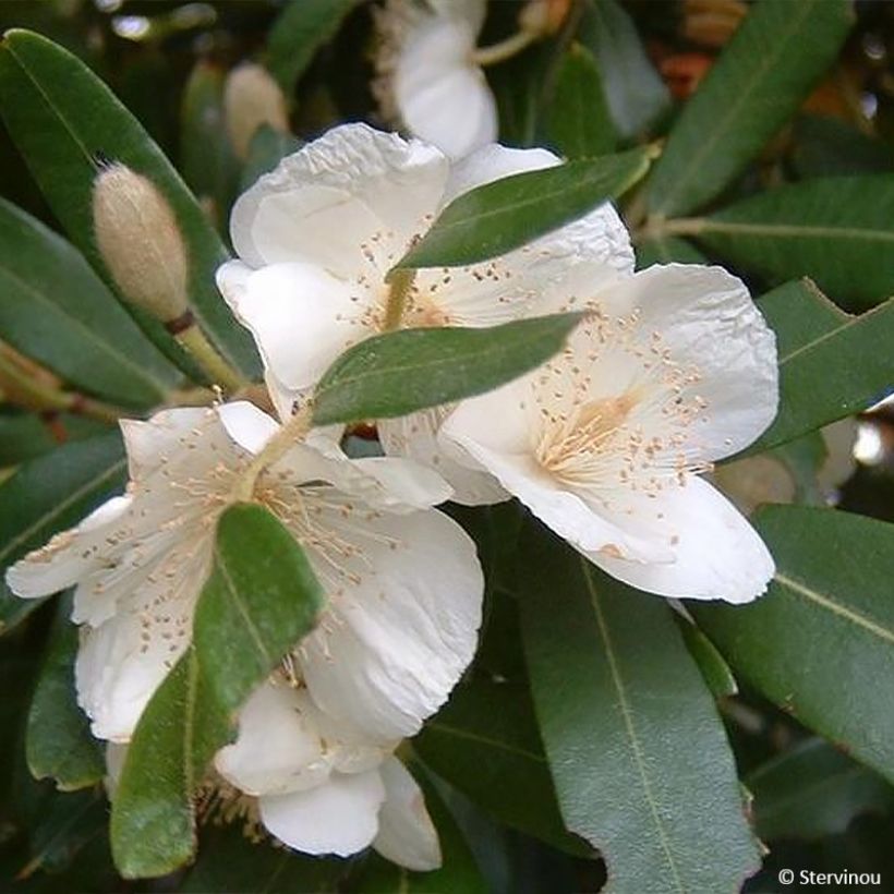 Eucryphia moorei - Eucryphia de Moore (Flowering)