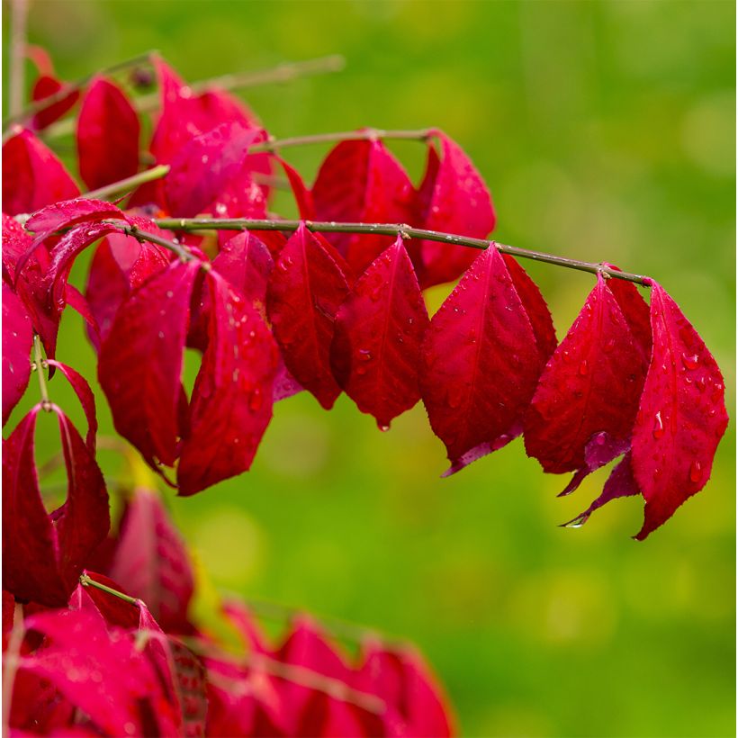 Euonymus alatus Ciliatodentatus - Fusain ailé (Foliage)