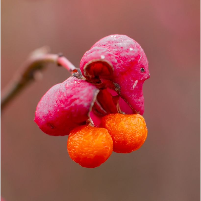 Euonymus alatus Ciliatodentatus - Fusain ailé (Harvest)