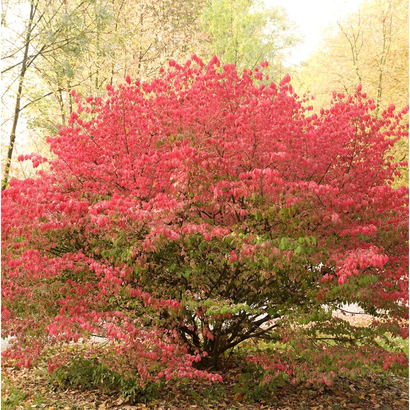 Euonymus alatus Ciliatodentatus - Fusain ailé (Plant habit)