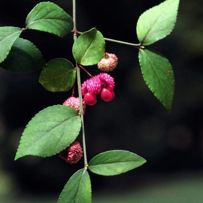 Euonymus americanus - Fusain américain (Foliage)