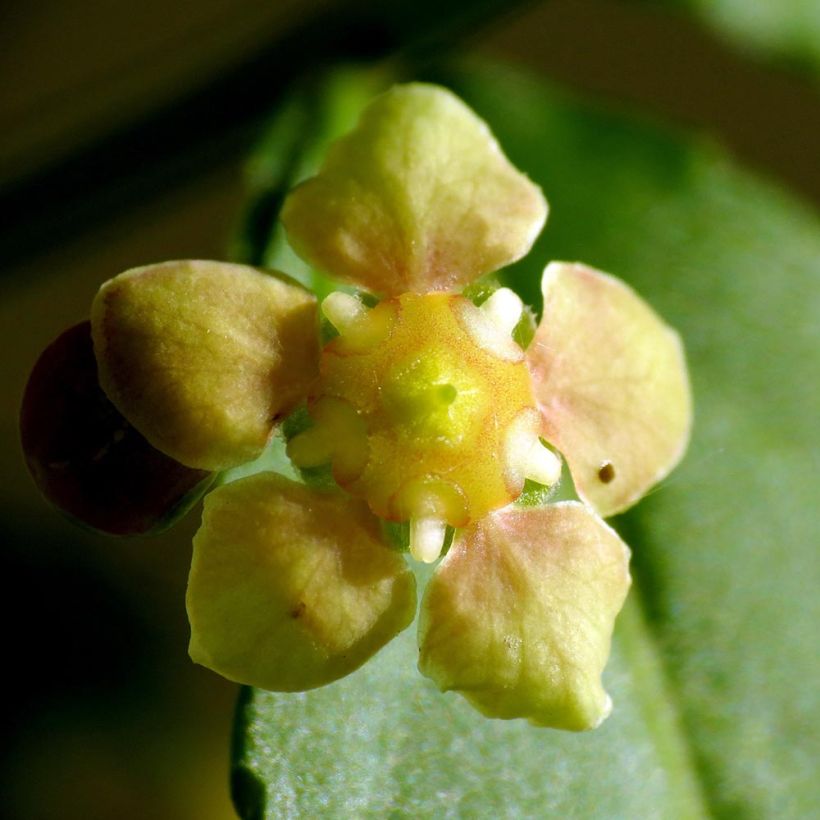 Euonymus americanus - Fusain américain (Flowering)